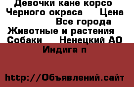 Девочки кане корсо. Черного окраса.  › Цена ­ 65 000 - Все города Животные и растения » Собаки   . Ненецкий АО,Индига п.